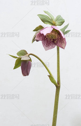 Lenten rose (Helleborus orientalis hybrids), Emp.org, Lower Saxony, Germany, Europe