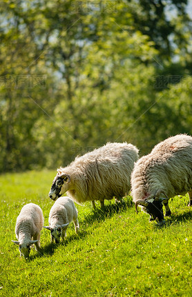 Two ewes and lambs grazing