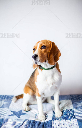Beagle Ȯڰɫڼڴ. 