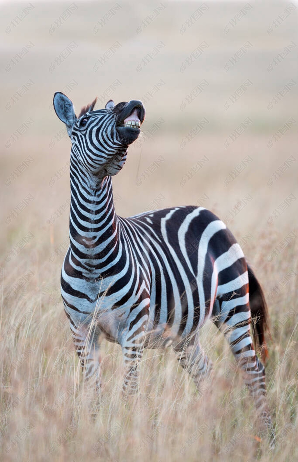在肯尼亚的马赛马拉一只斑马线斑马以滑稽的姿势直立而丰满的身体露出