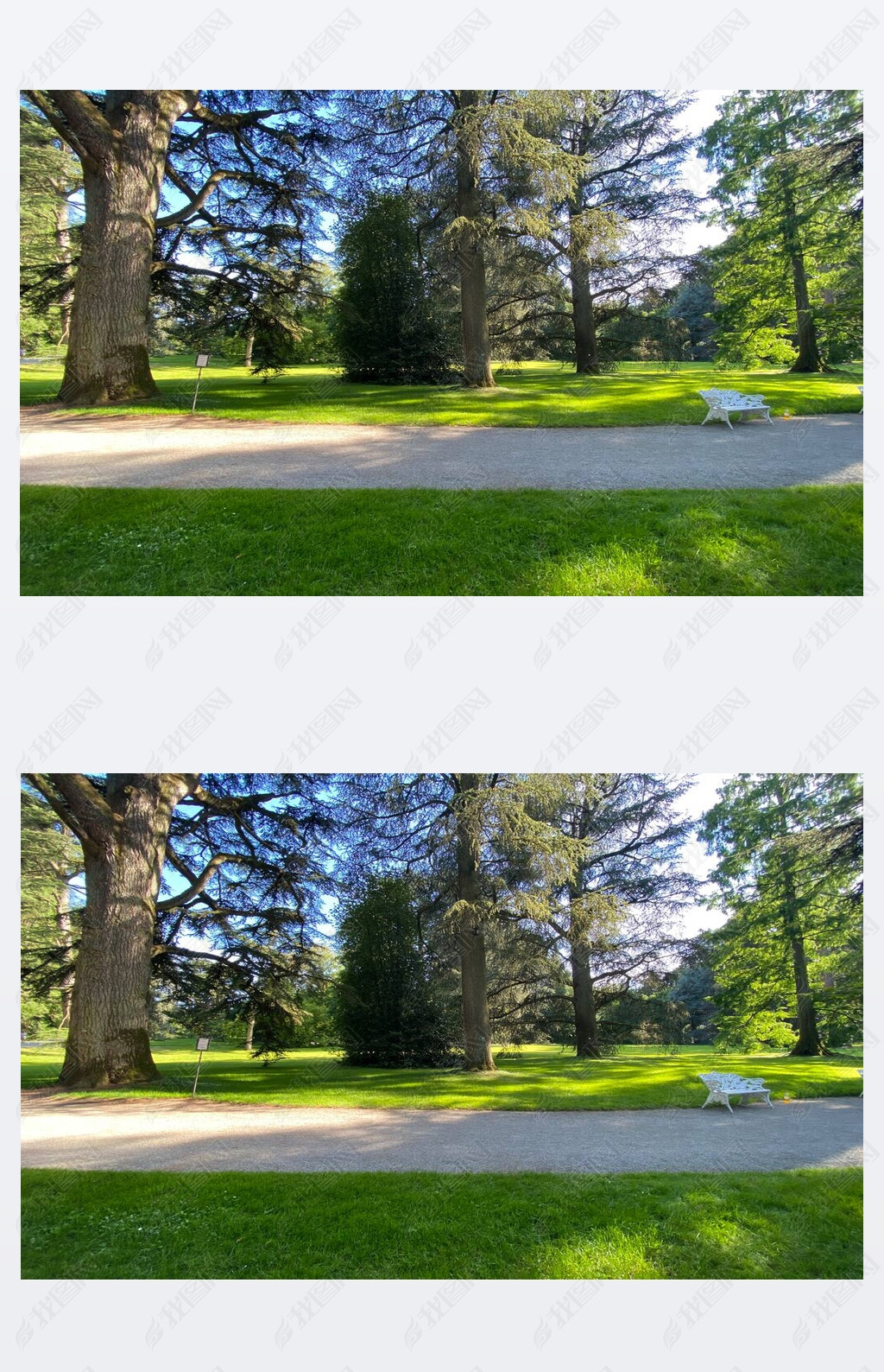 Arboretum (Tree Collection or Baumsammlung), (Flower Island Mainau on the Lake Constance or Die Blum