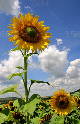 Sunflower1