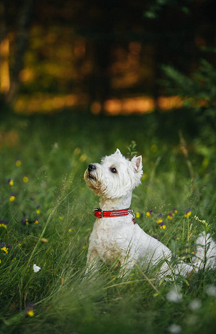 西狗坐在田里下载-编号26012330-自然风景-我图网