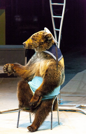 熊表演在马戏团舞台上.