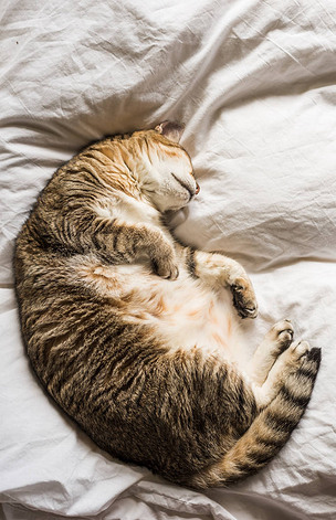 有趣的胖乎乎的猫下载-编号26015766-自然风景-我图网