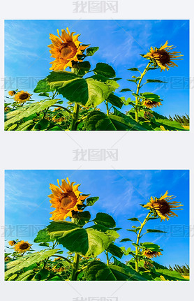 Beautiful sun flowers over blue sky nature wallpaper backgrounds