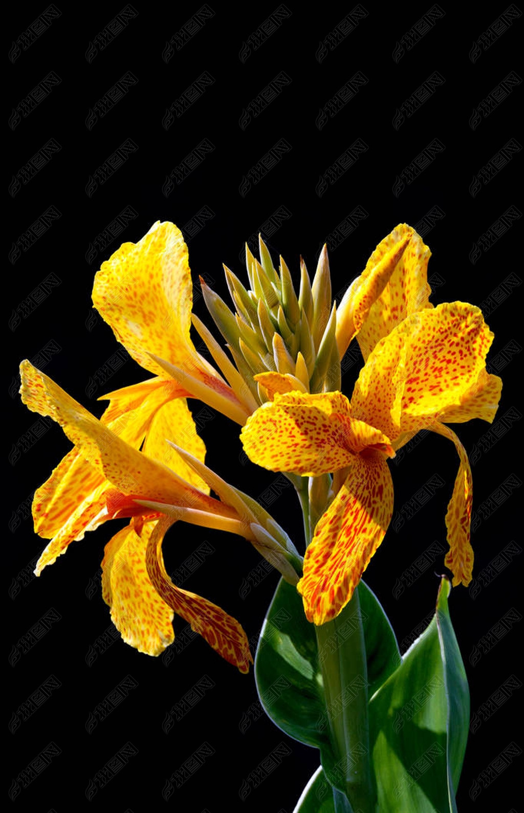 斑点花戛纳花园的黑色背景