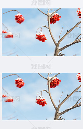 ѩµ rowanberry