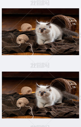 һֻСèŸصĺɫ·.˫ɫRag Doll Cat