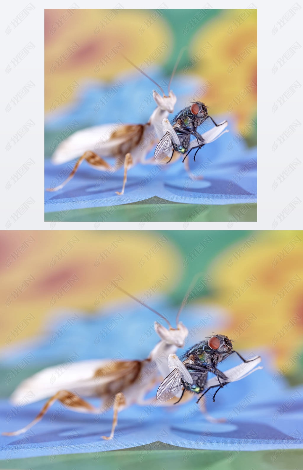 成年雄性兰花螳螂.宏观