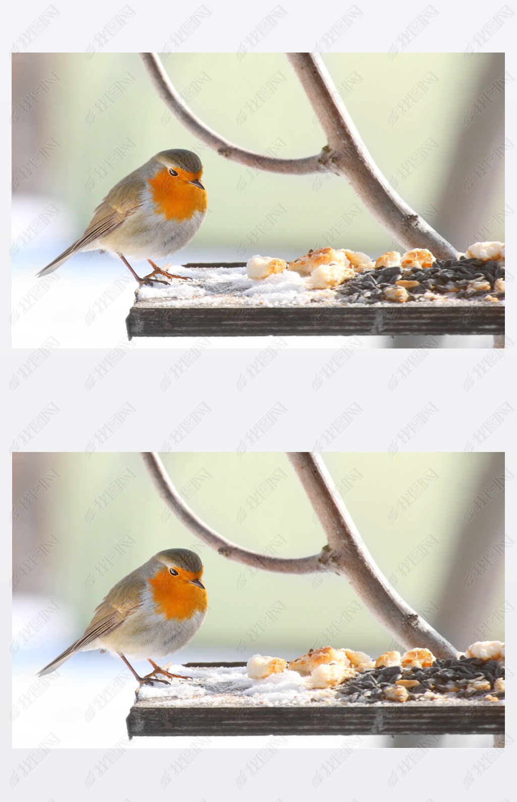 ŷ֪ (erithacus rubecula) .