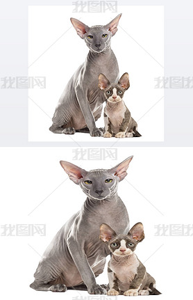  Peterbald whi Ϲ