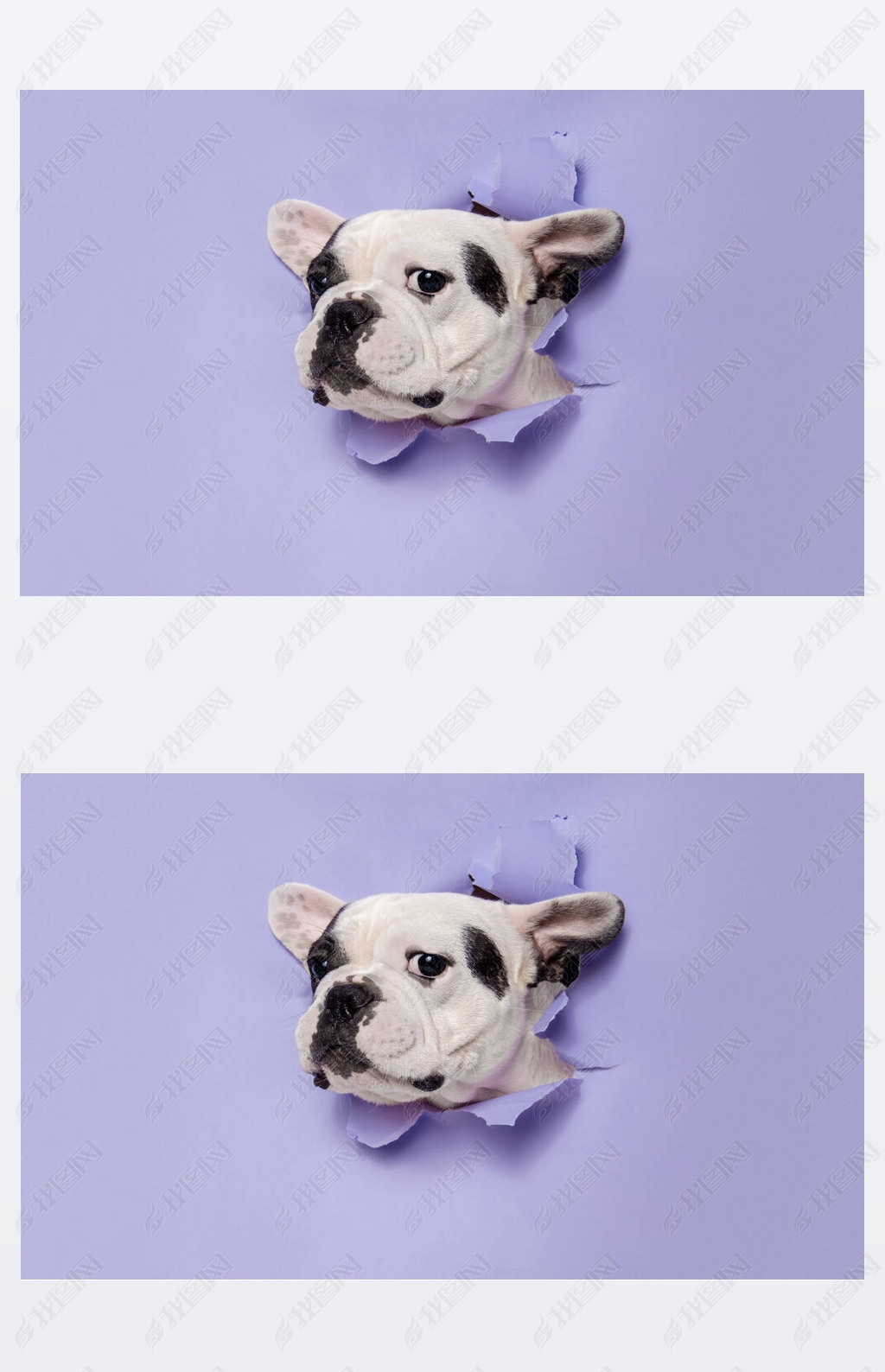 French Bulldog young dog is posing. Cute playful white-black doggy or pet on purple background. Conc