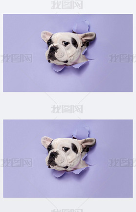 French Bulldog young dog is posing. Cute playful white-black doggy or pet on purple background. Conc