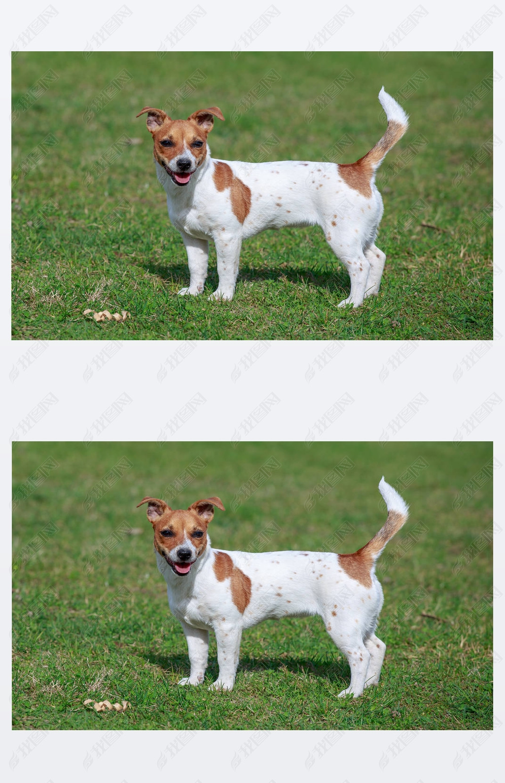 Jack Russell Terrierڲݵ