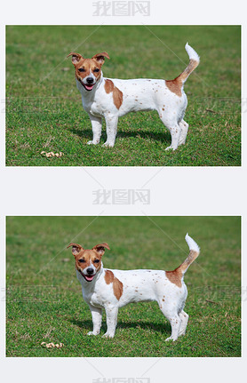 Jack Russell Terrierڲݵ
