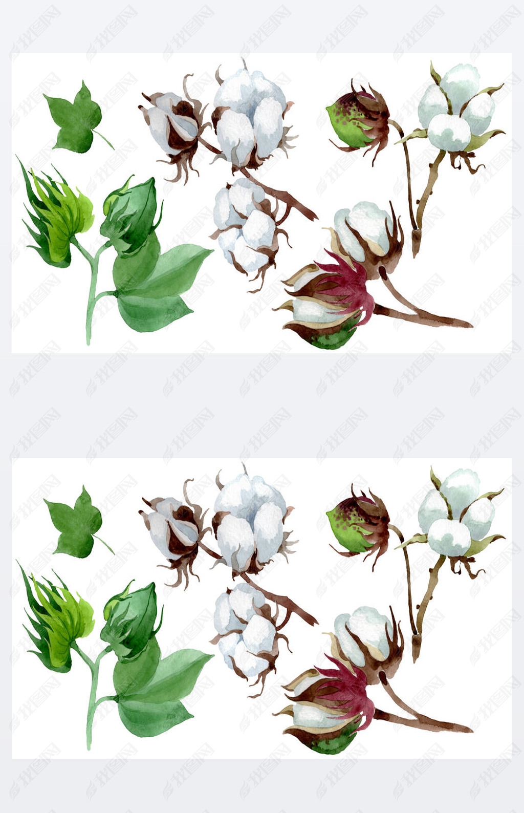 白棉花植物花野生春叶野花水彩背景插图集水彩画时尚水瓶座隔离棉插图