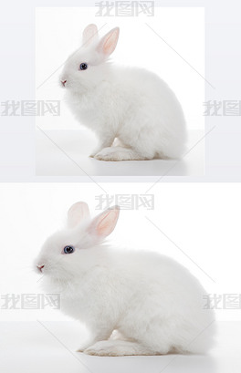 孤立在白色背景上的白兔子