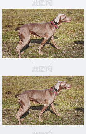 ԹWeimaranerƷ֡ɫĶ̷·ûƤС