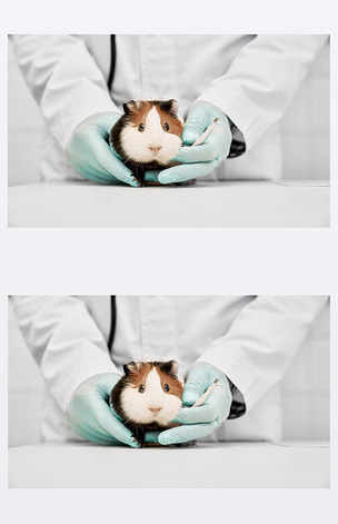 原创可爱的仓鼠坐在兽医医生的手中版权可商用