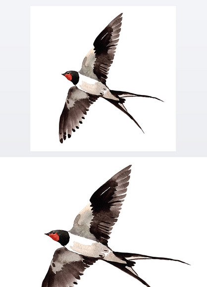 原创天空鸟燕子在野生动物的孤立的水彩风格.