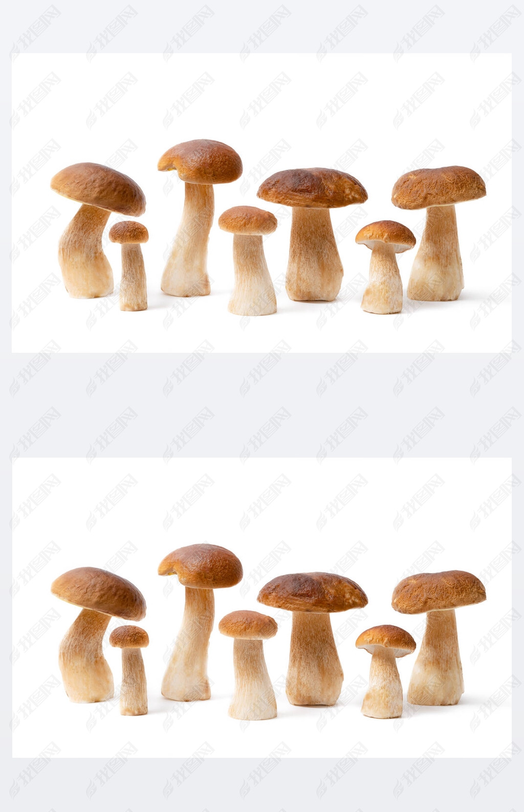 ڰɫϹһɫñBoletus Edulis пʳõĢ.û