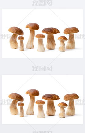 ڰɫϹһɫñBoletus Edulis пʳõĢ.û