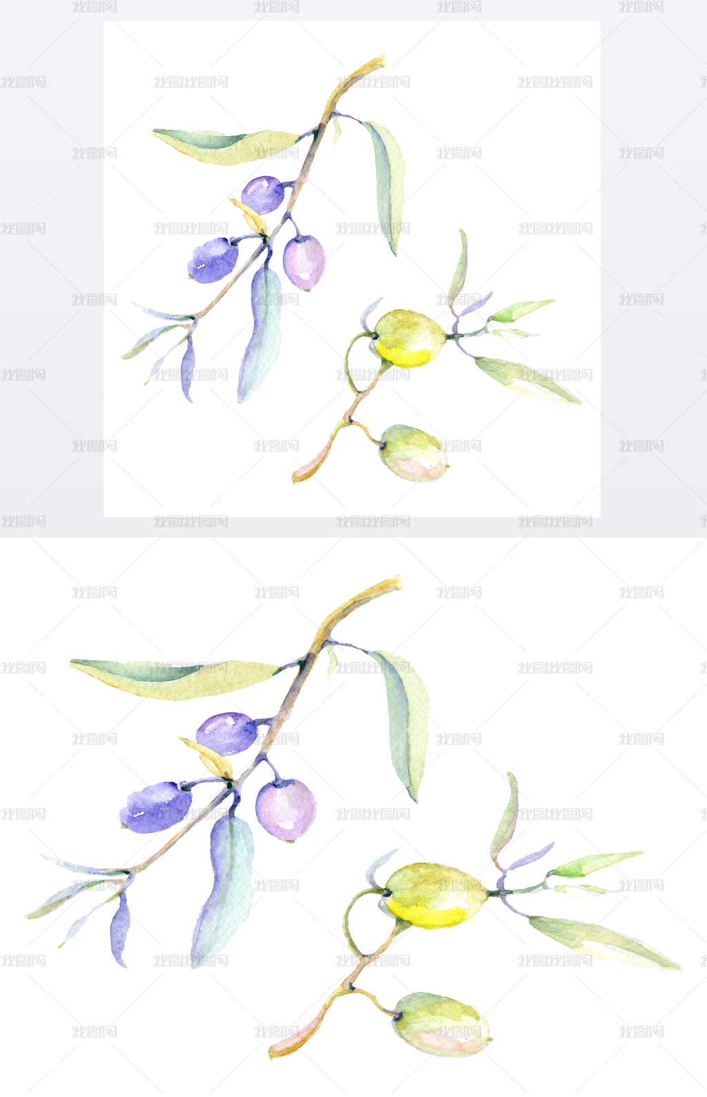 橄榄水色背景插图集 被隔绝的橄榄与叶子例证元素 图片素材模板下载 背景素材 我图网 橄榄水色背景插图集 被隔绝的橄榄与叶子例证元素 图片素材模板下载 背景素材 我图网