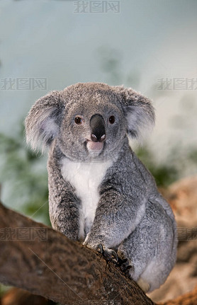 (Koala phascolarctos cinereus)