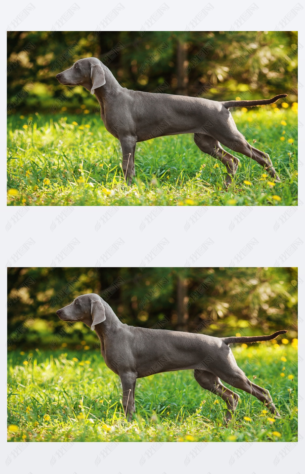 Young weimaraner dog outdoors on summer