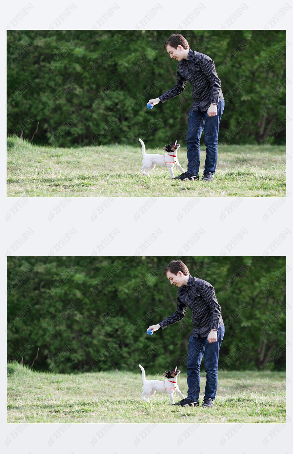 原创杰克罗素牧师梗犬坐在草地上版权可商用