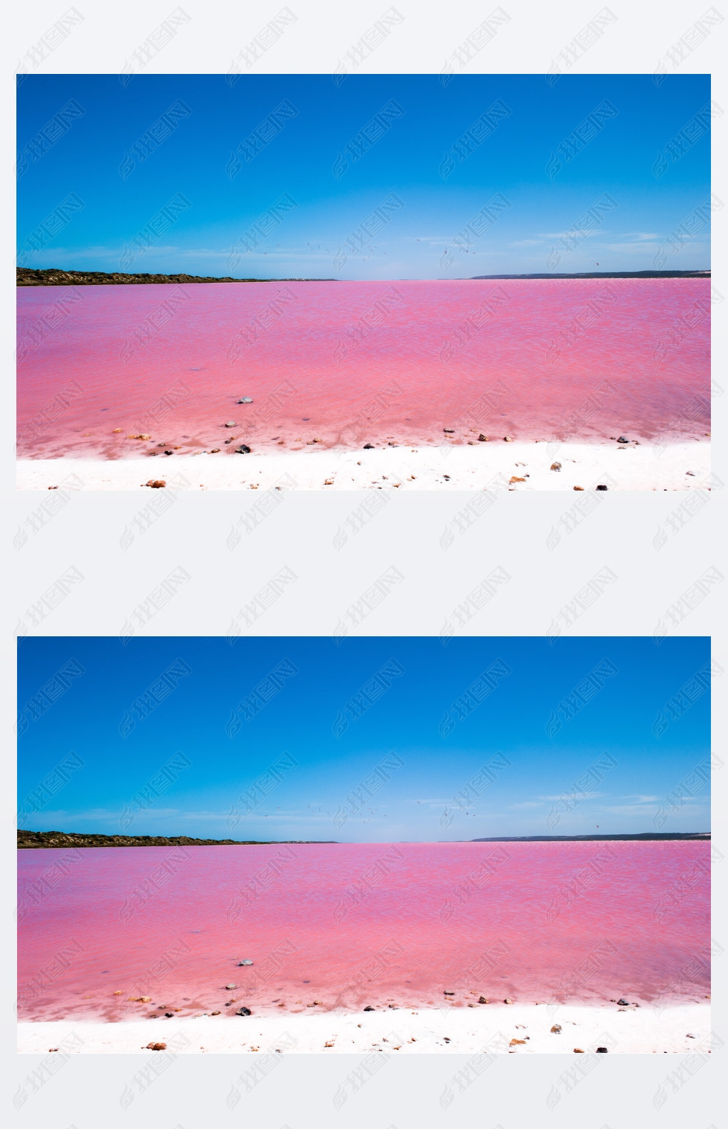 Pink Lake Australia Birds