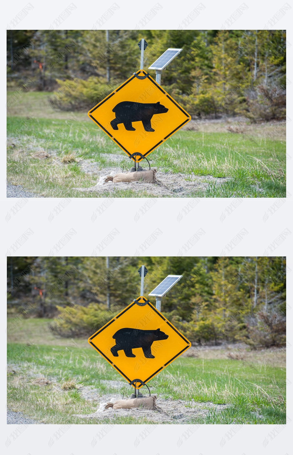 Wild black bears. Nature, fauna