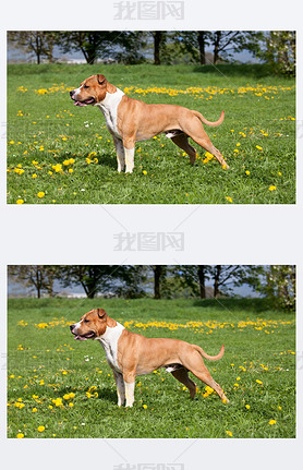 Portrait of nice american staffordshire terrier