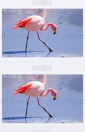 άLaguna Hedionda flamingos