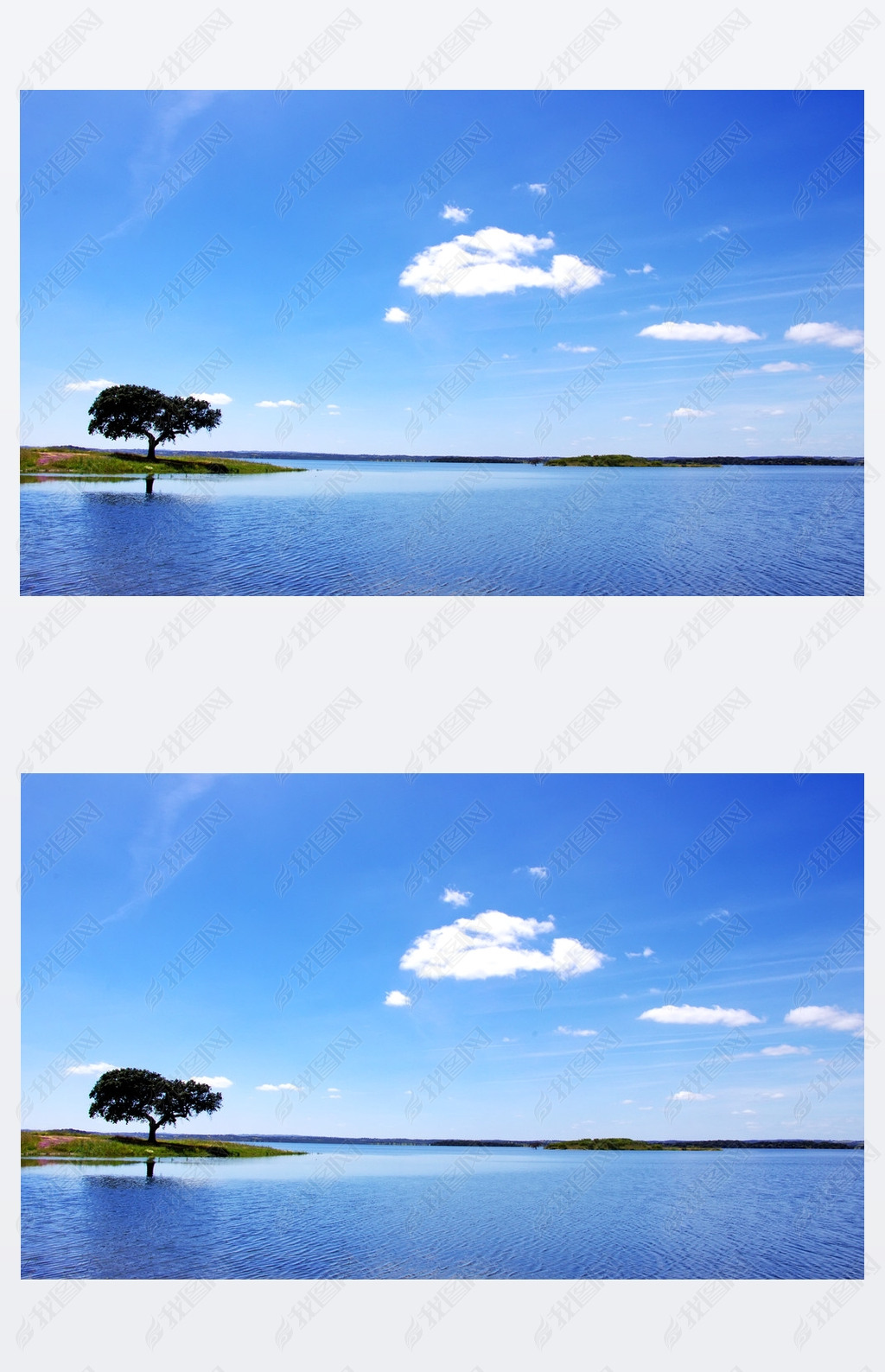 chne dans le lac alqueva, portugal alqueva . 