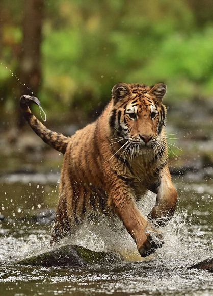虎(amur tiger - panthera tigris altaica)生活在美丽国家河流的自然