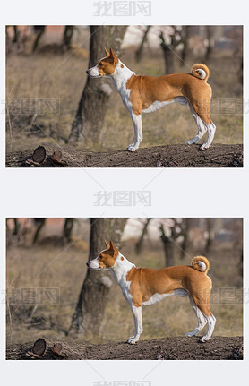 Basenji ȫФվ֦