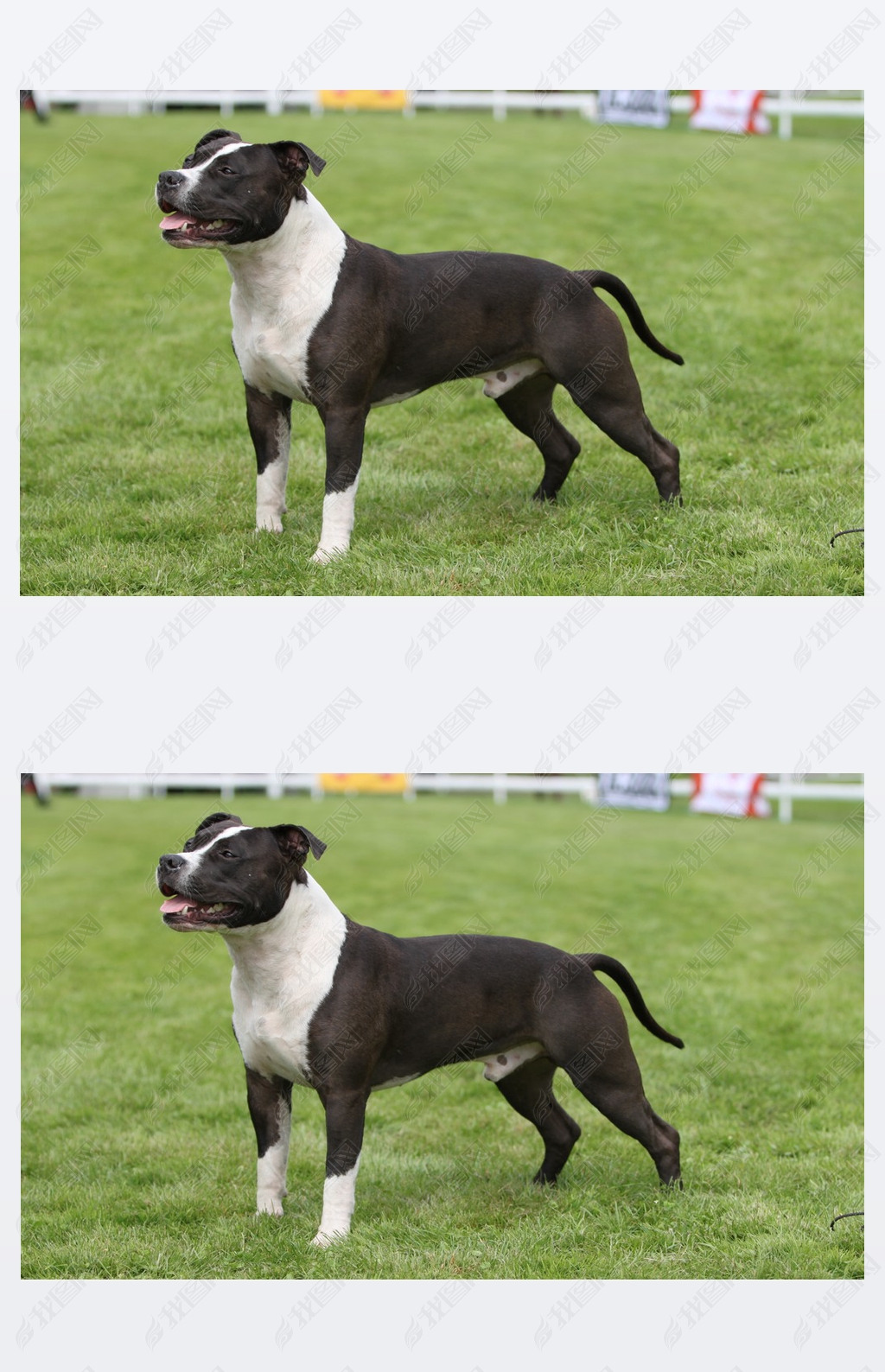 spectacle de l'American staffordshire terrier