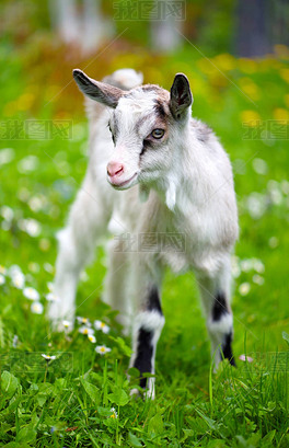 站在绿色草坪上的白山羊宝宝