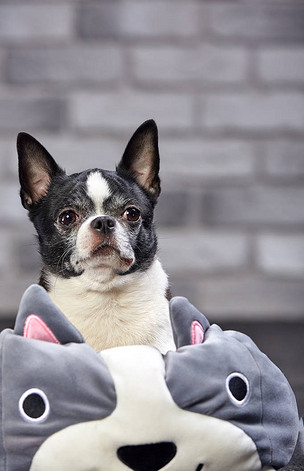 短发奇瓦瓦狗在白色砖背景下的一个大玩具里摆姿势