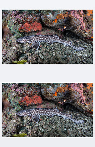 对海底的珊瑚猫鲨科