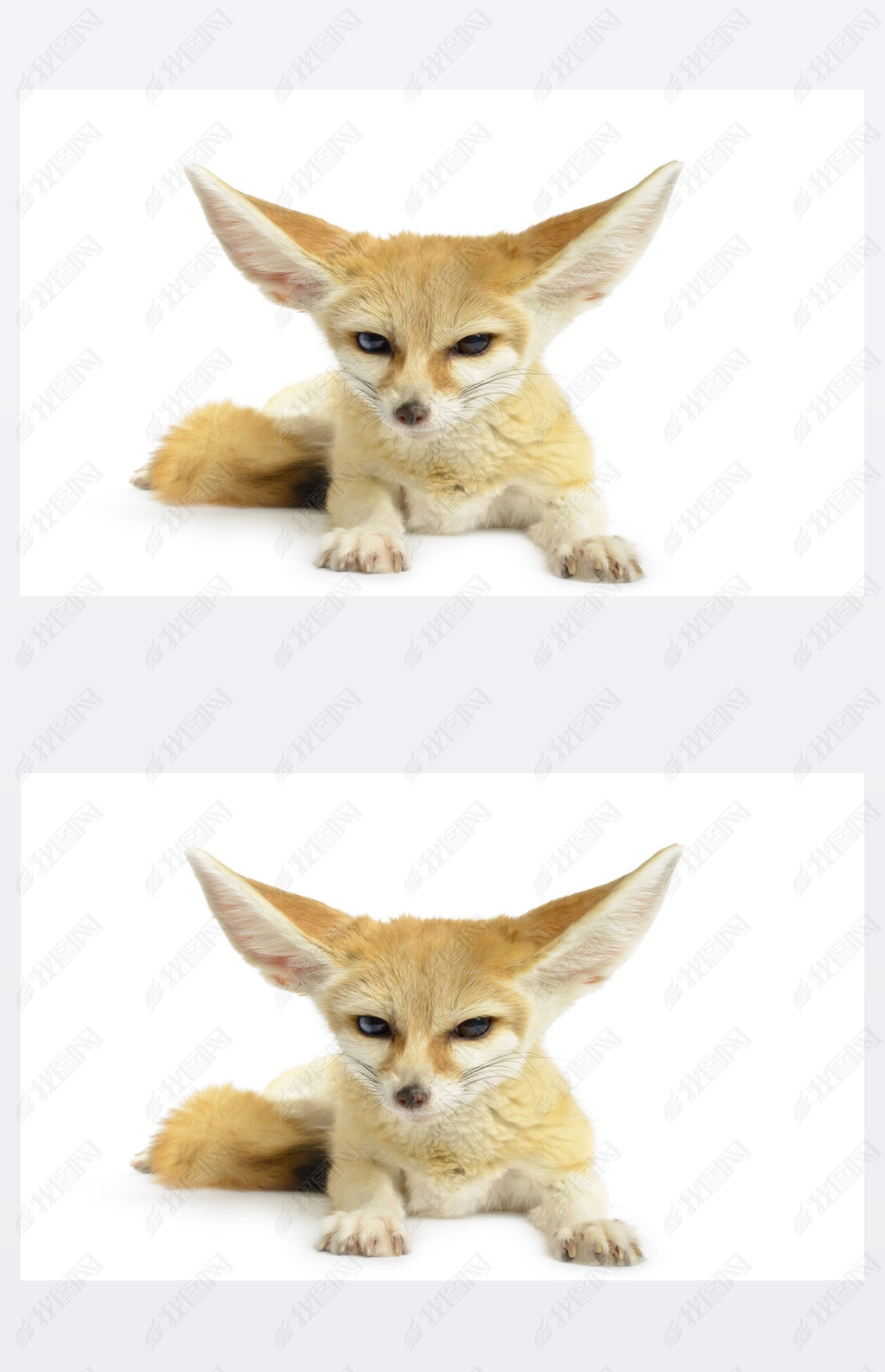 fennec 