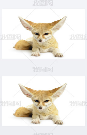 fennec 