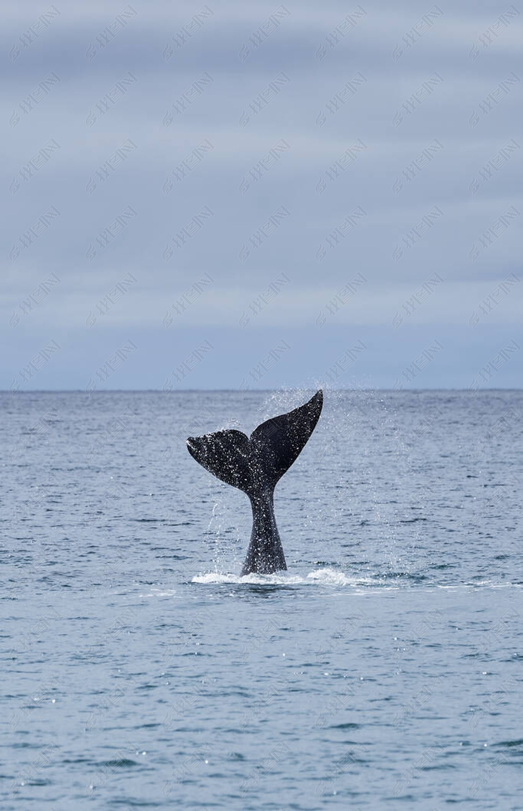 Eubalaena australis, Southern right whale breaking through the surface of the Atlantic ocean and sho