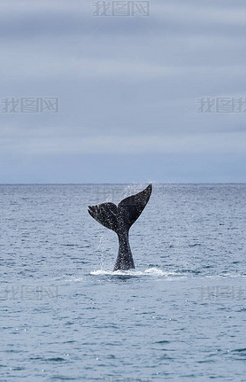 Eubalaena australis, Southern right whale breaking through the surface of the Atlantic ocean and sho