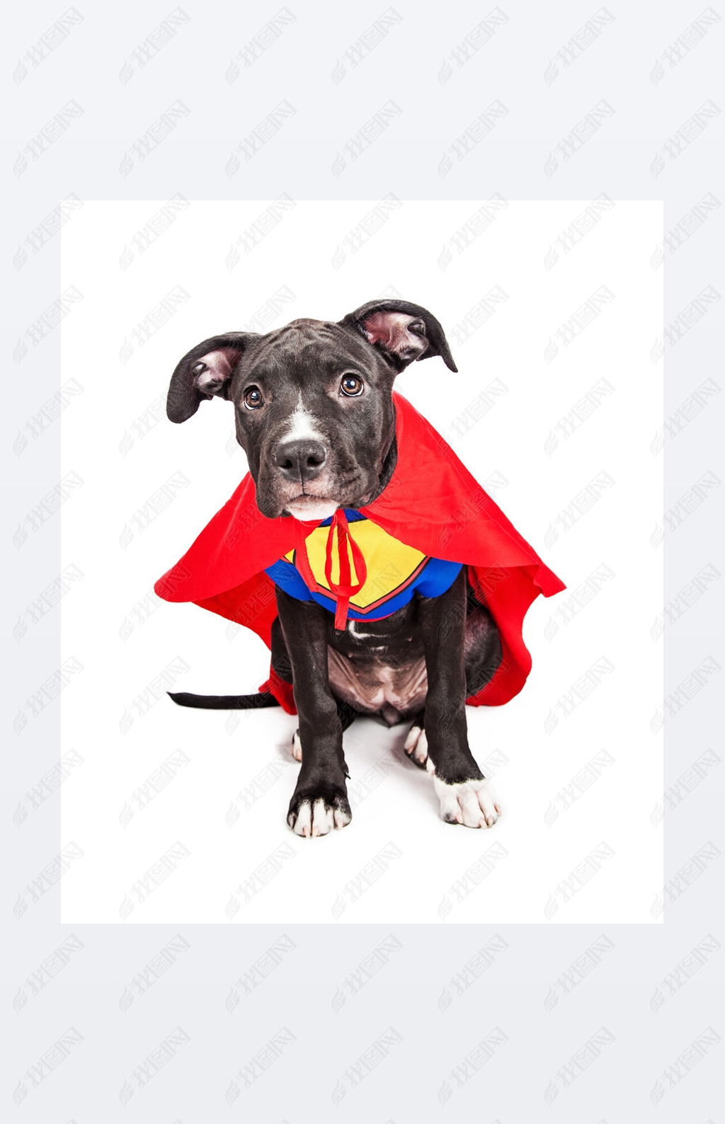 Superhero puppy dog wearing vest