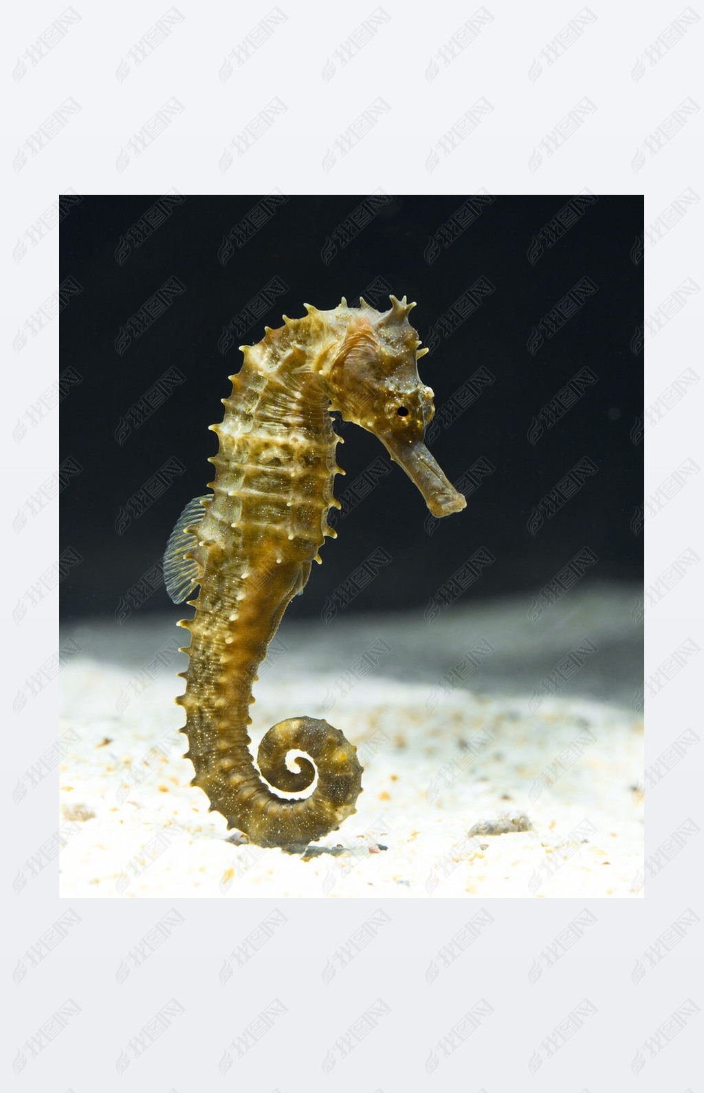 海马海马在黑色游泳