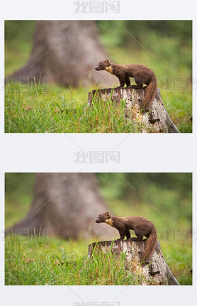 European pine marten, martes martes, standing on a stump in forest in rain.