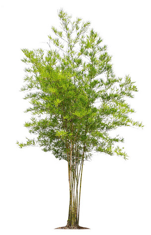 原创被隔绝的大竹子树在白色背景.